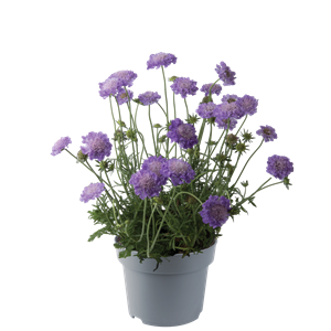 Bild von VP Scabiosa Blue